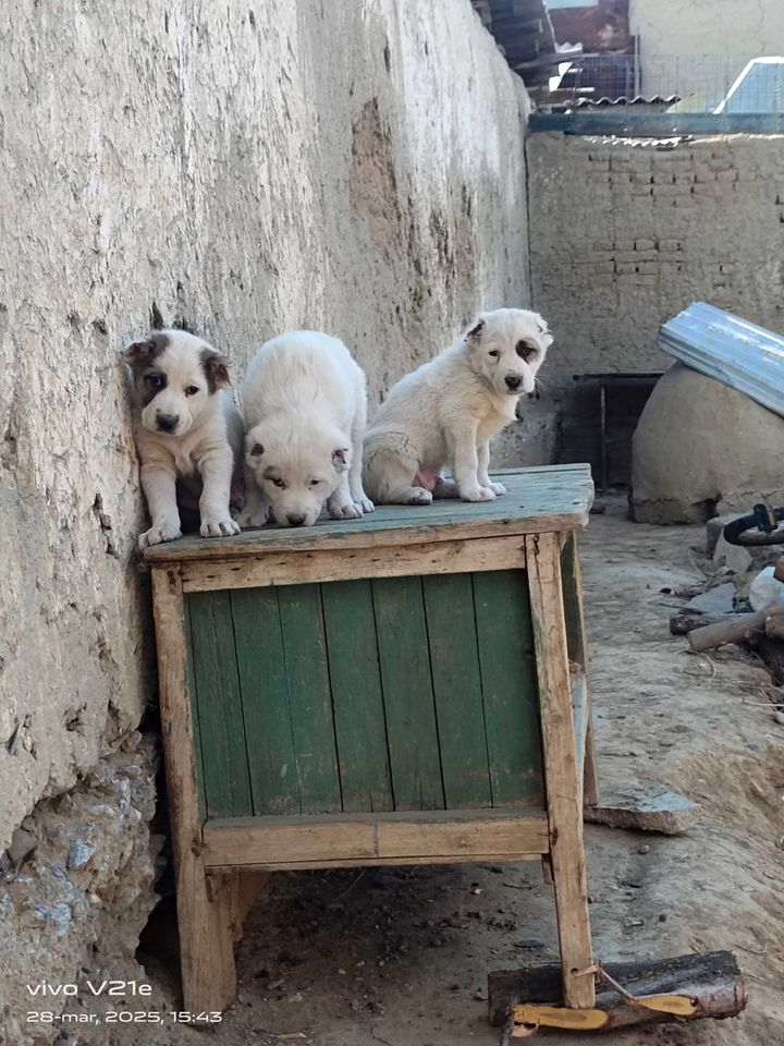 700 000 сум