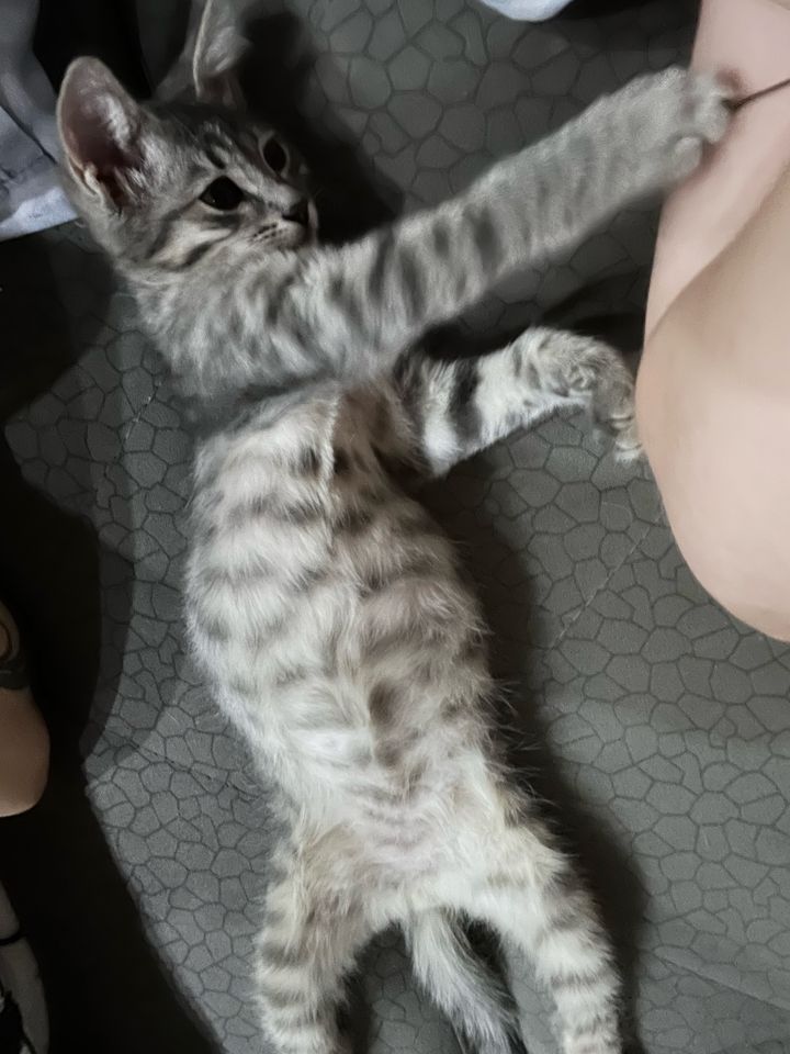 Бесплатно