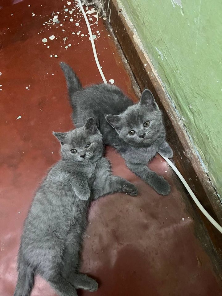 600 000 сум