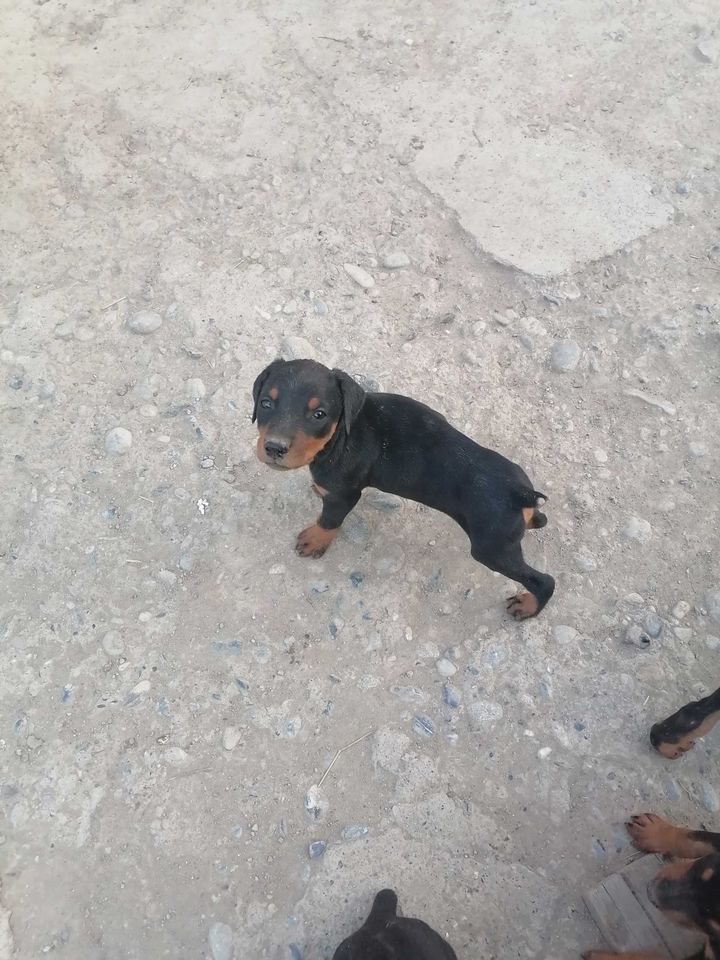 2 500 000 UZS