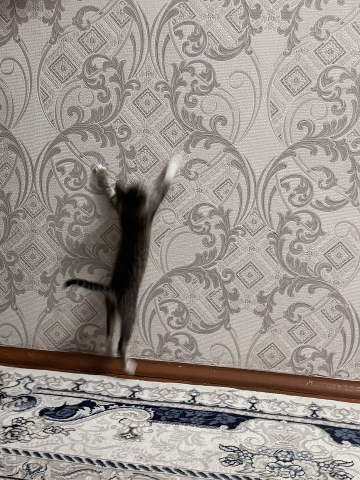 Free