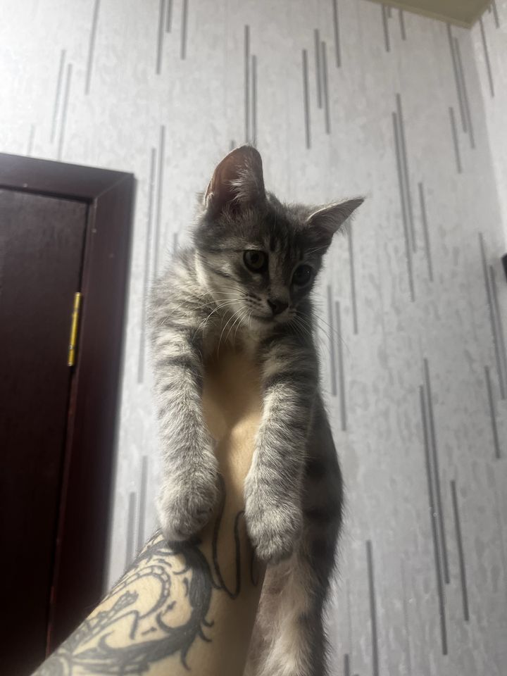 Бесплатно