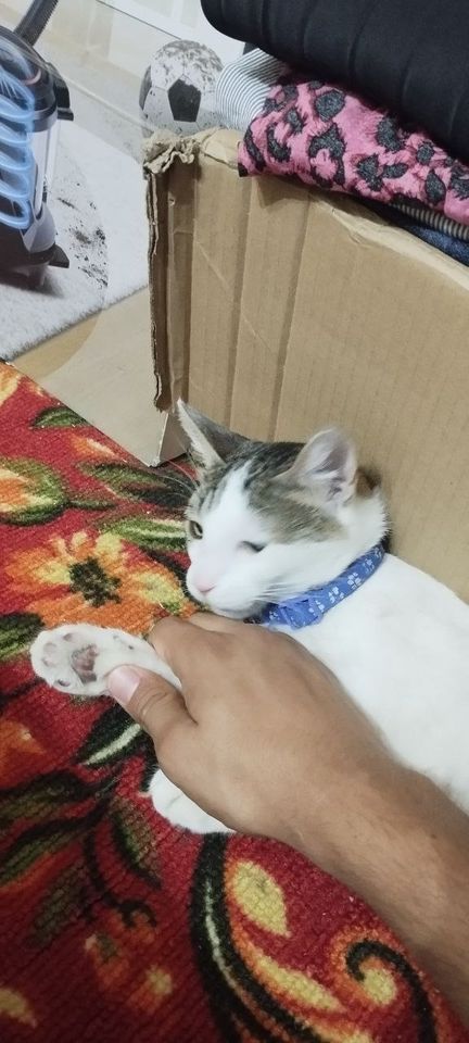 Бесплатно