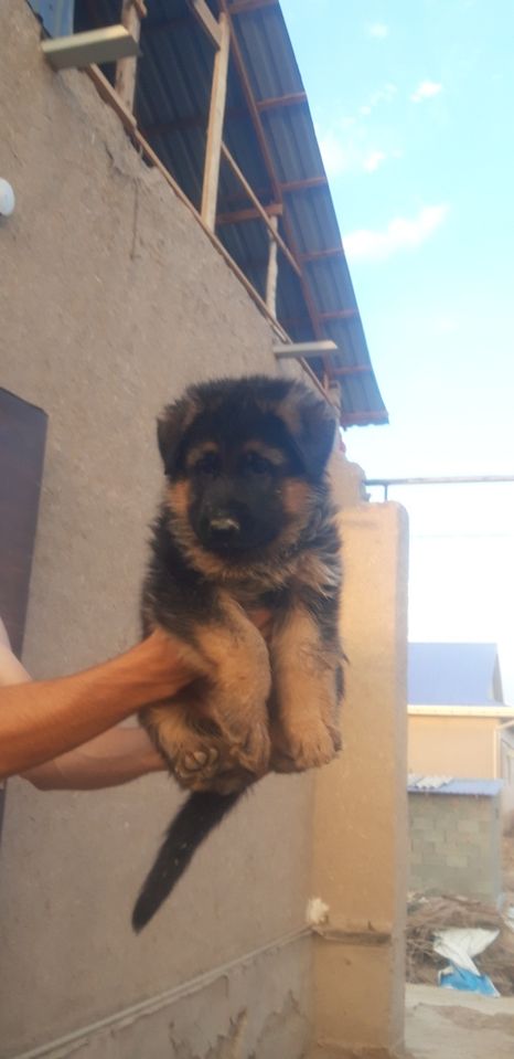2 500 000 сум