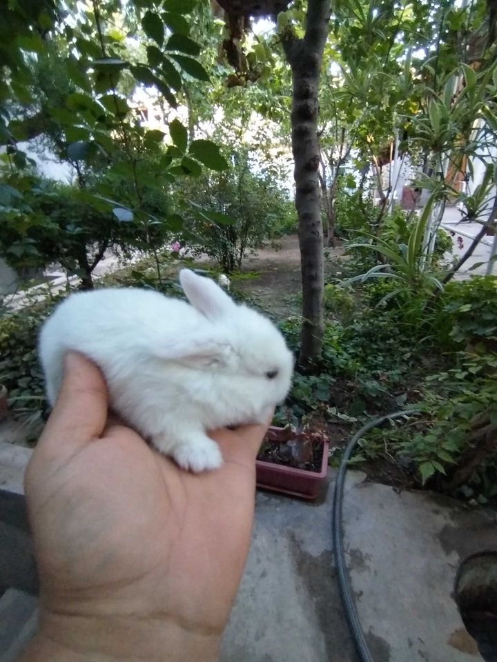 20 USD