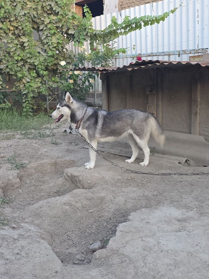 1 000 000 сум