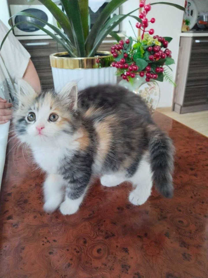 Бесплатно