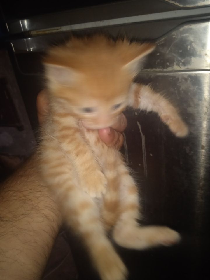 Free