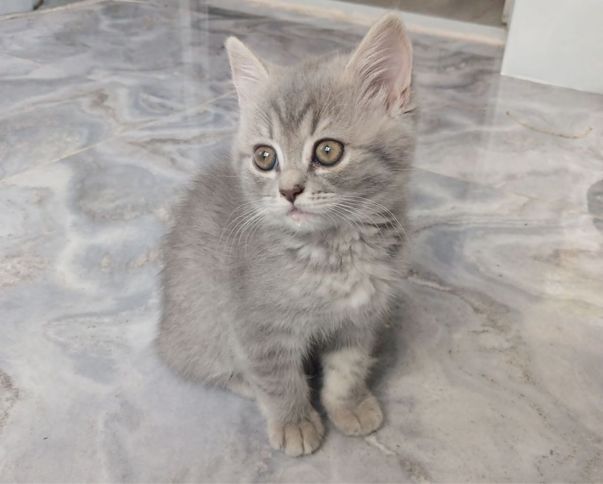 700 000 сум