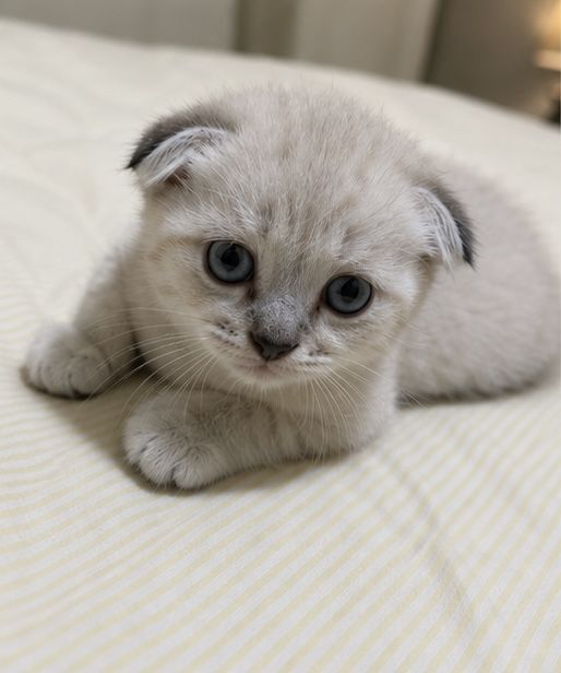 600 000 сум