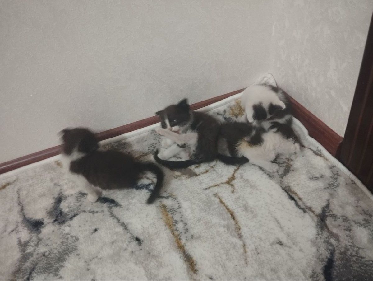 350 000 сум