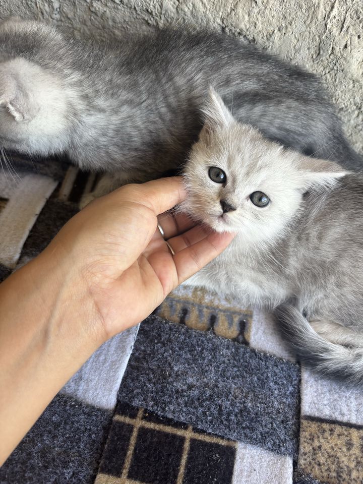 500 000 сум