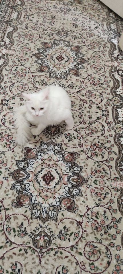 20 000 сум