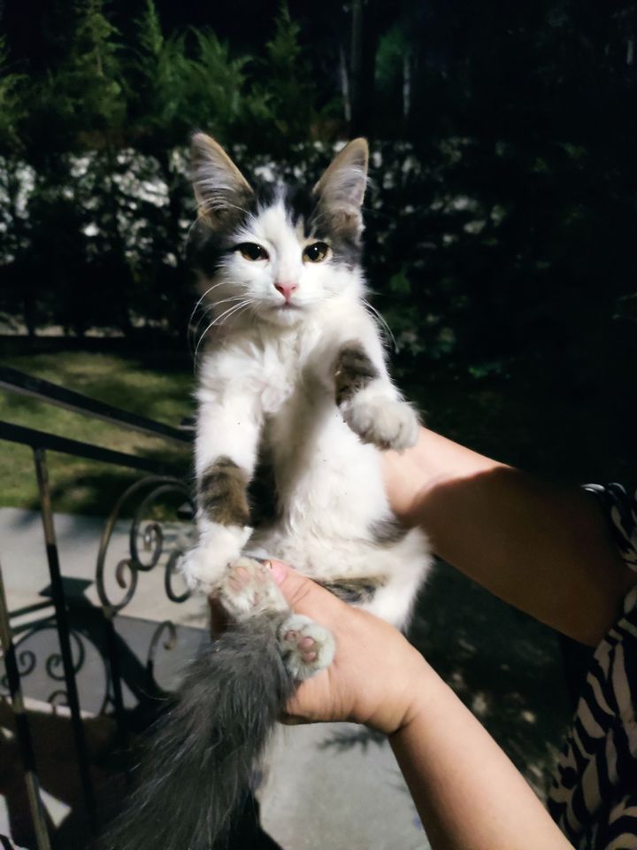 Бесплатно