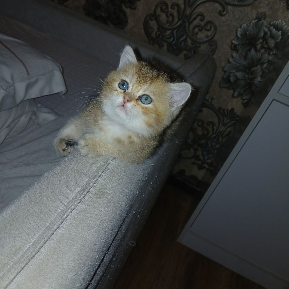 650 000 UZS