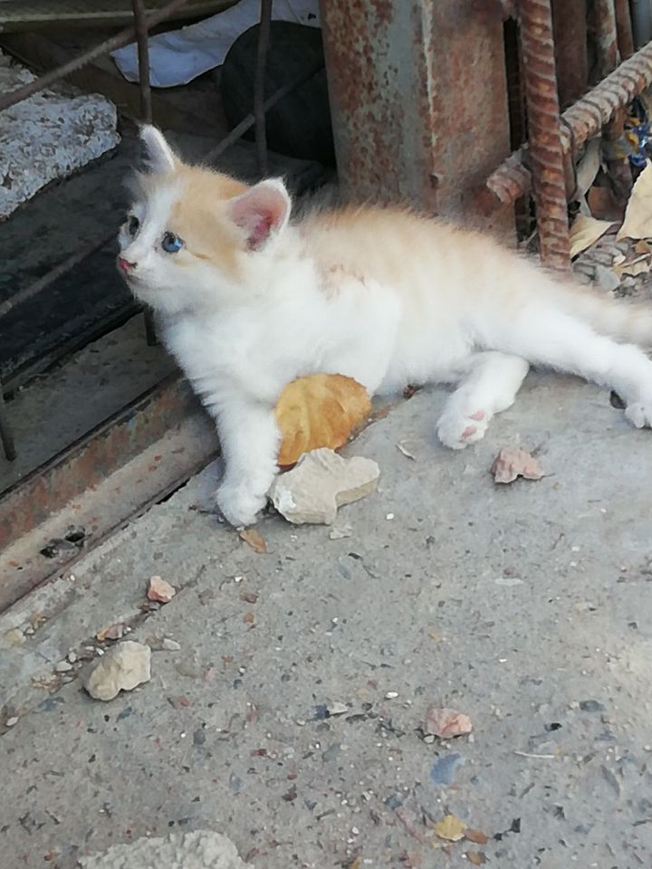 Бесплатно
