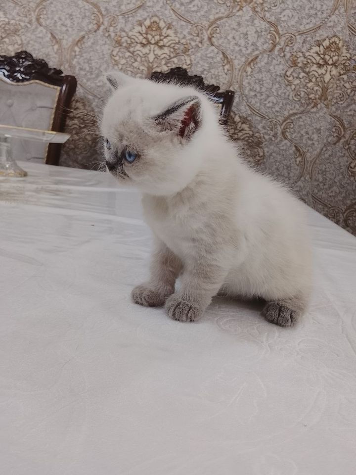 600 000 UZS
