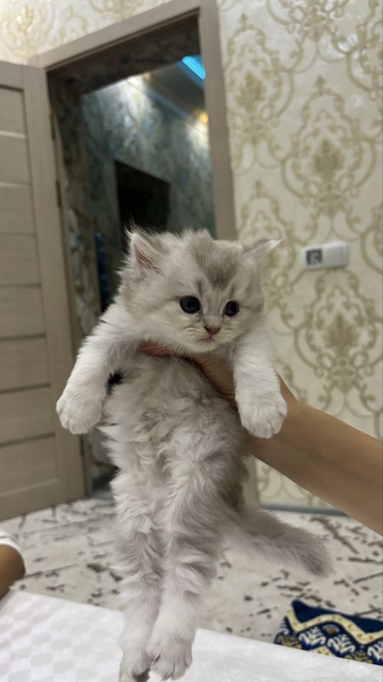 1 800 000 сум