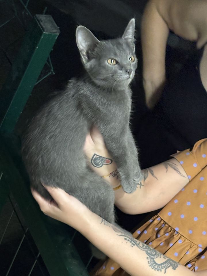 Бесплатно