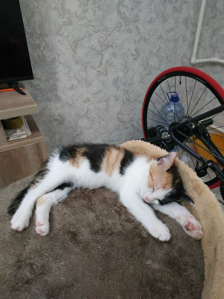 Бесплатно