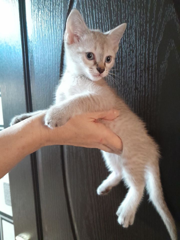 250 000 сум