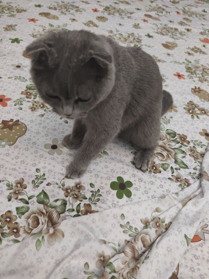 800 000 сум