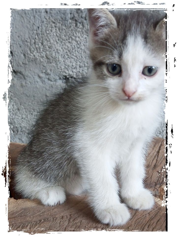 Bepul
