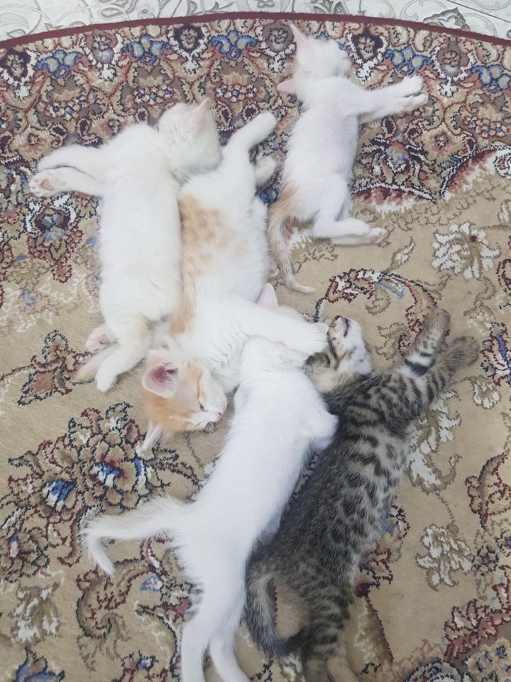 Free