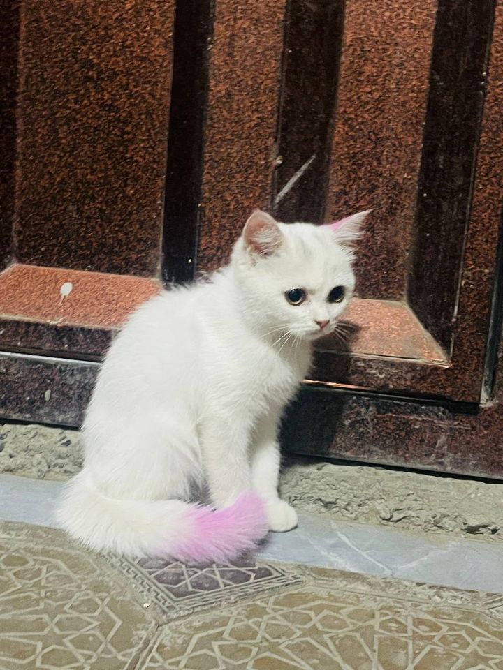 700 000 сум