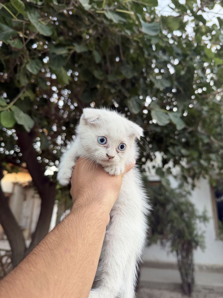 550 000 сум