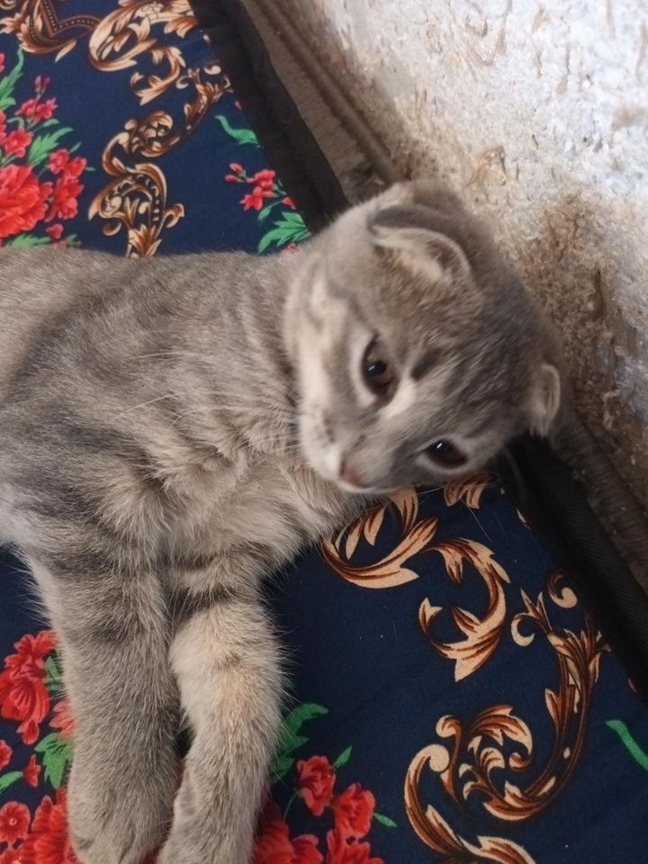 350 000 UZS