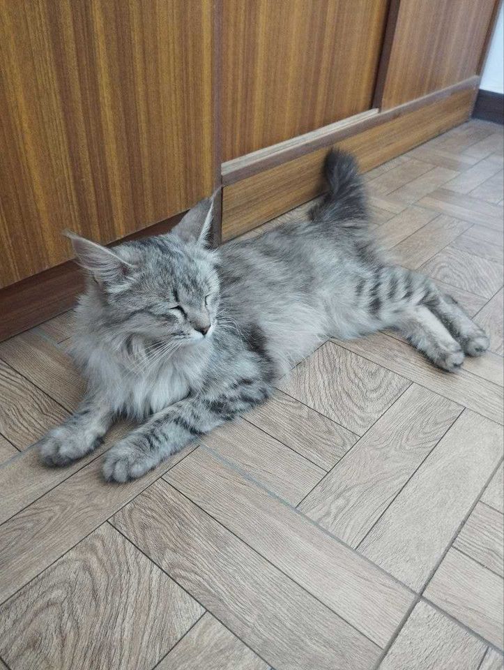 Бесплатно