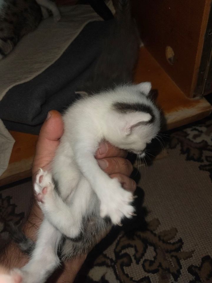Бесплатно