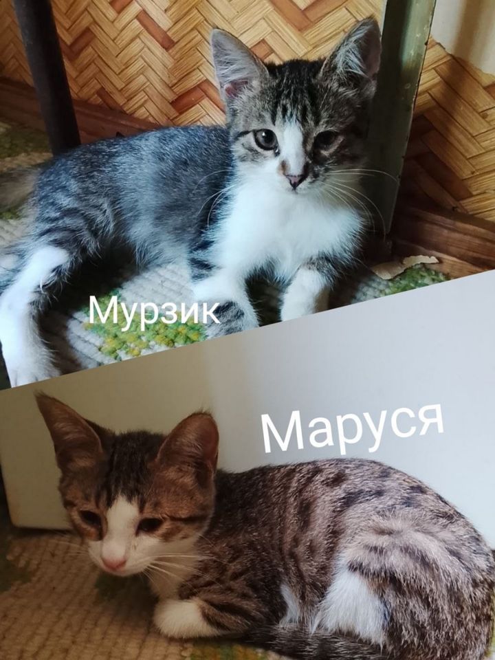 Бесплатно