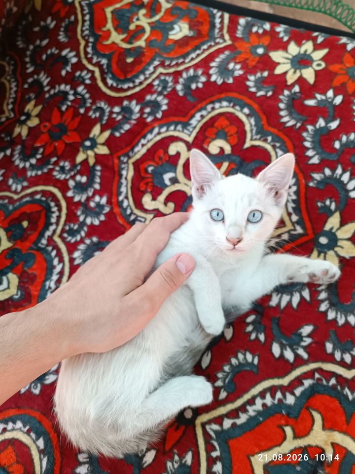 50 000 сум