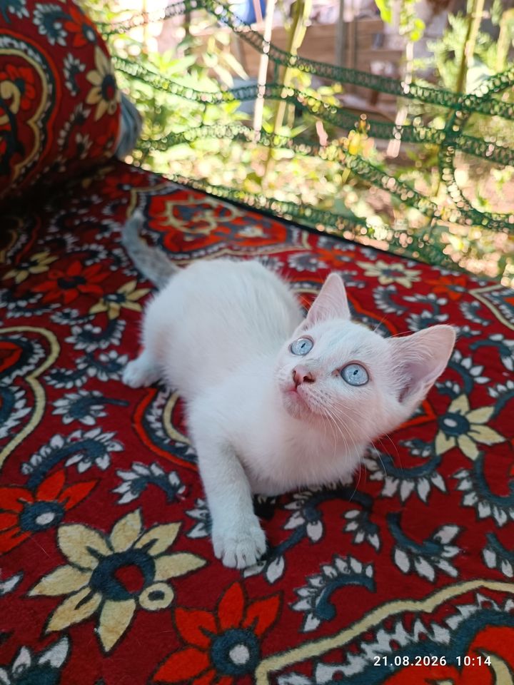 50 000 сум