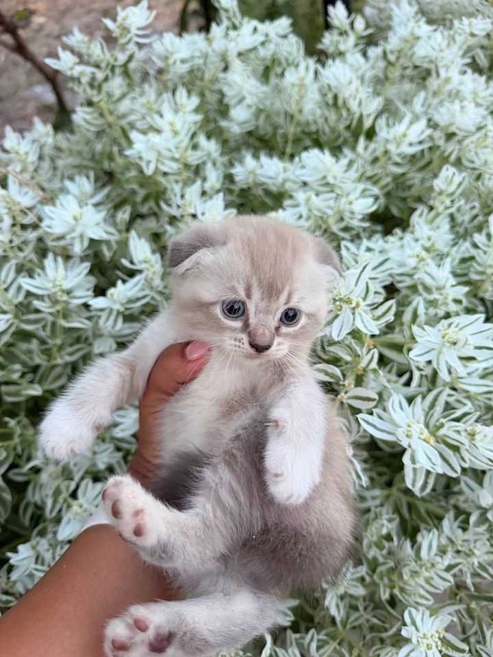 500 000 сум