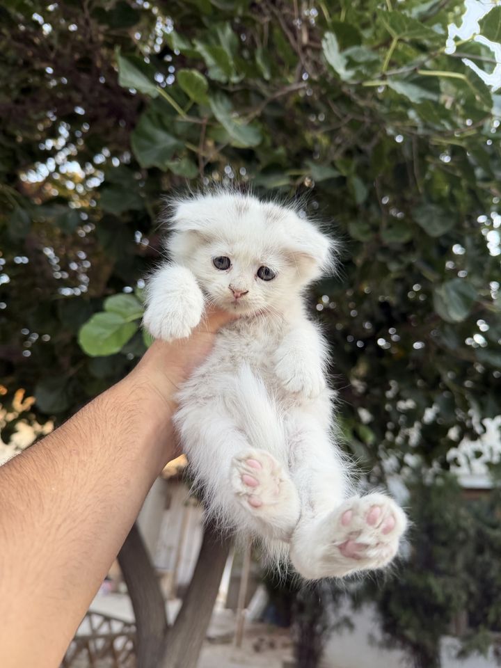 550 000 сум