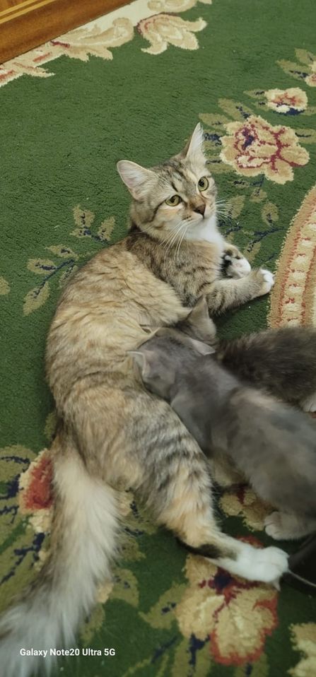 500 000 сум
