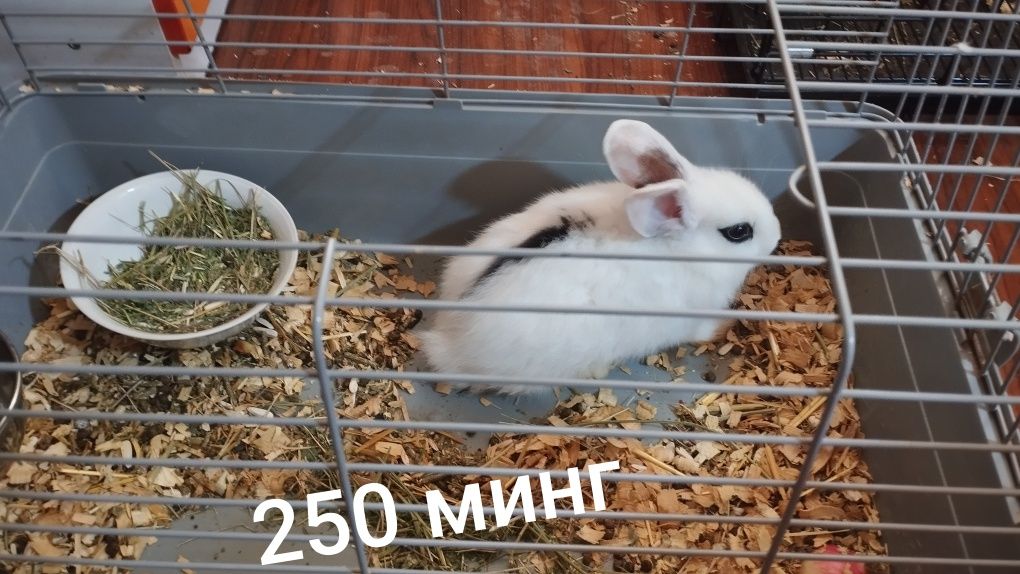 250 000 UZS