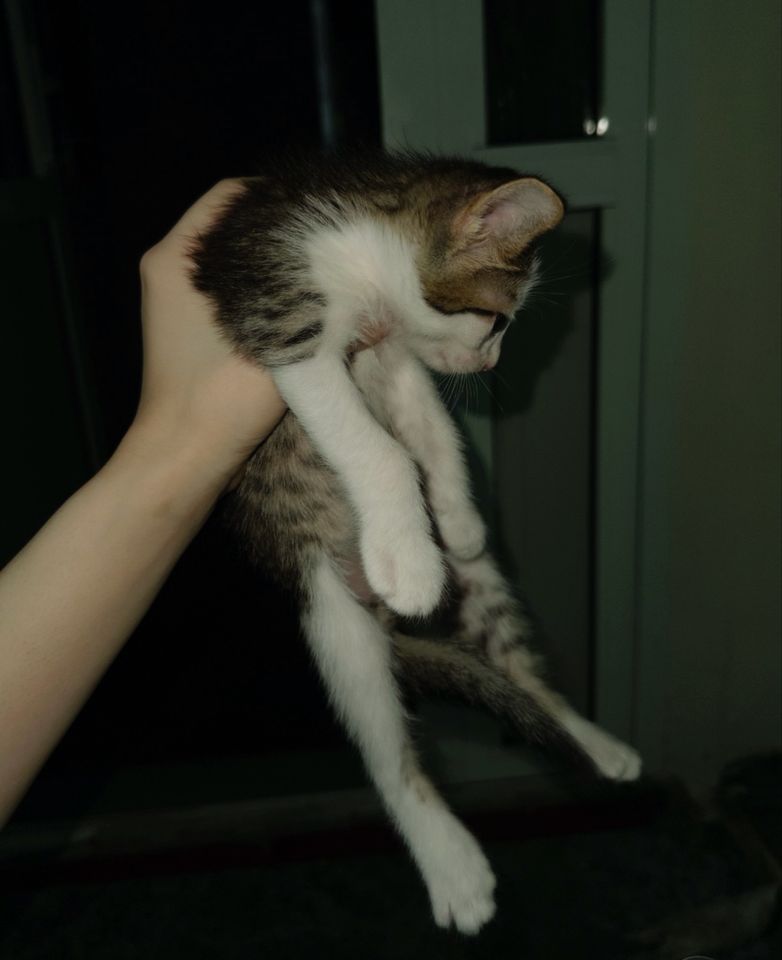 Free