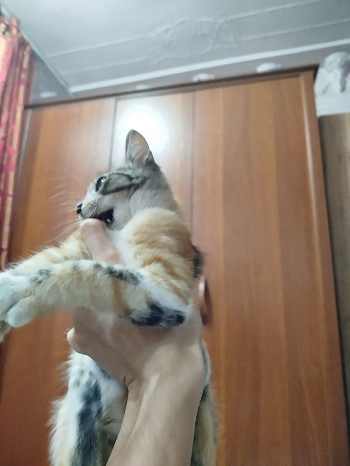 Free