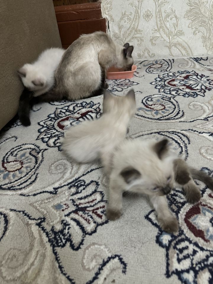 600 000 сум