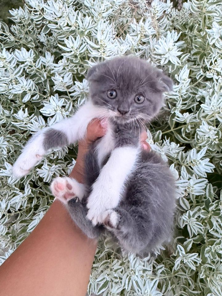500 000 сум
