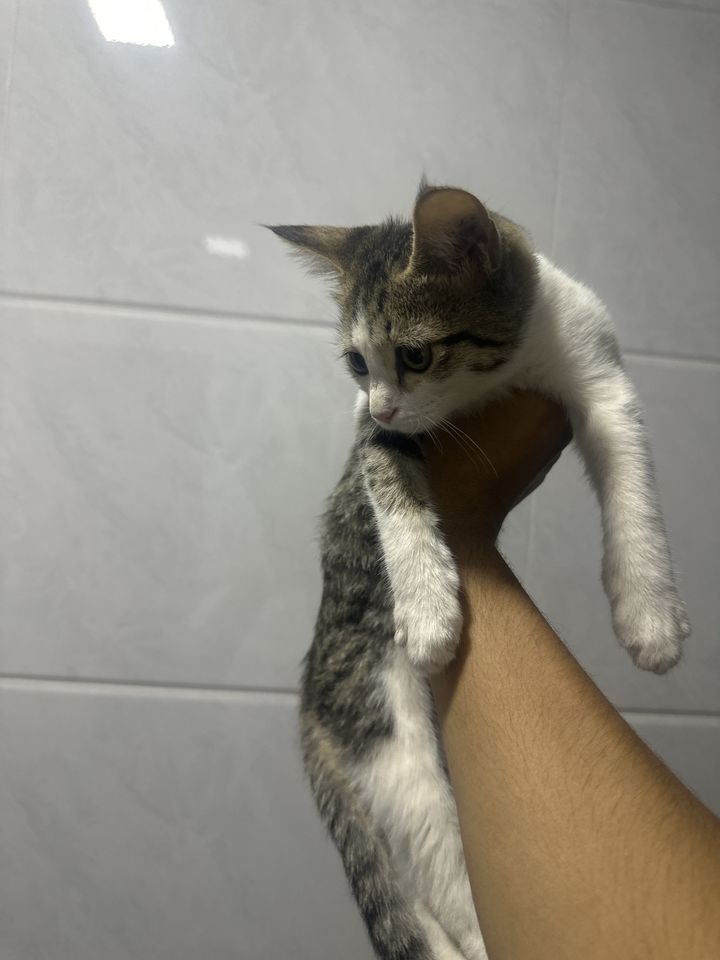 Free