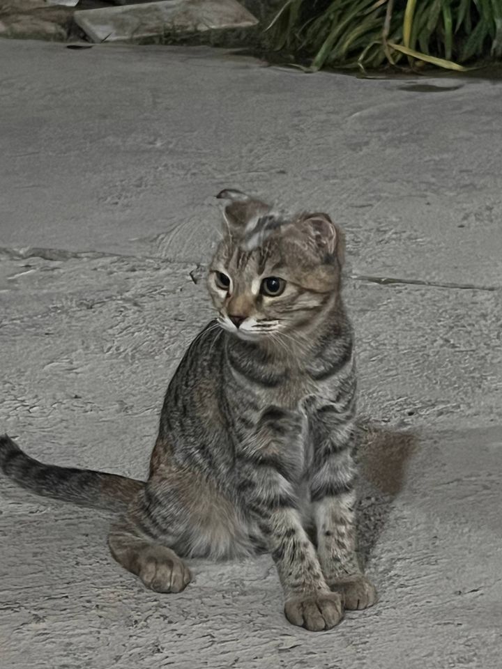 Бесплатно
