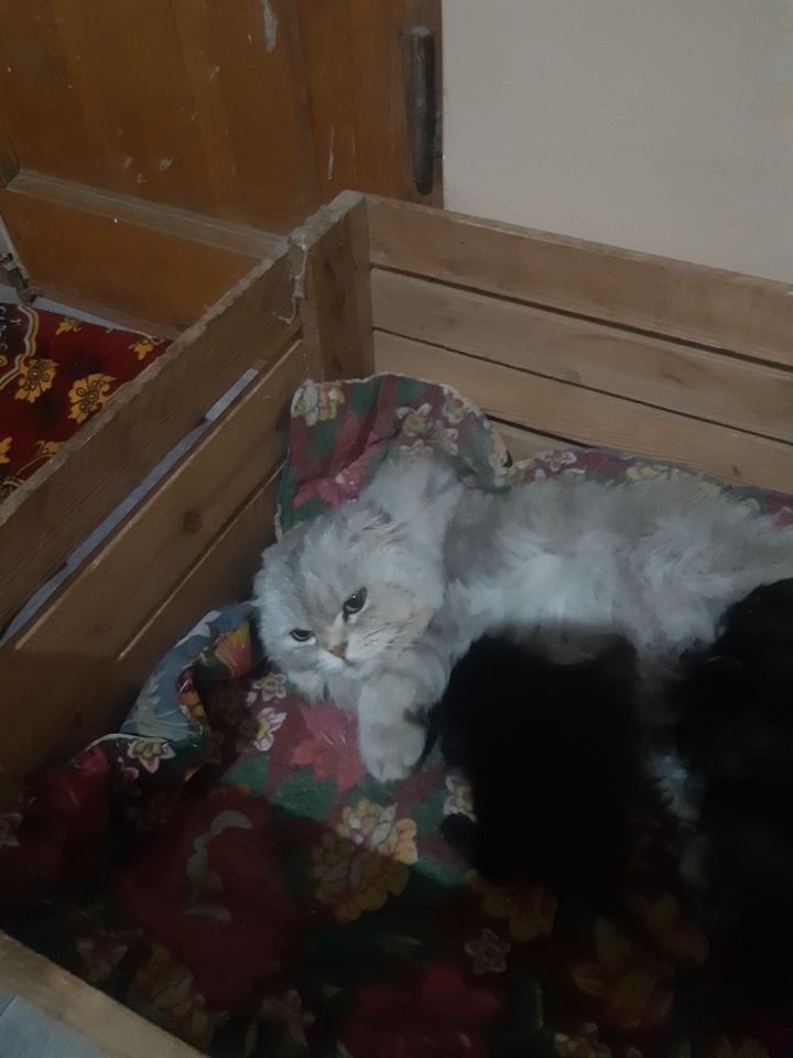 600 000 сум