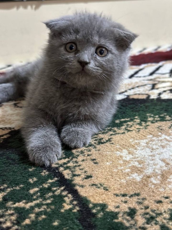 350 000 сум