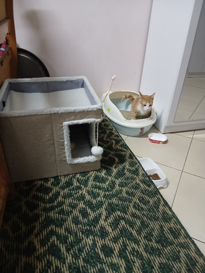 Бесплатно