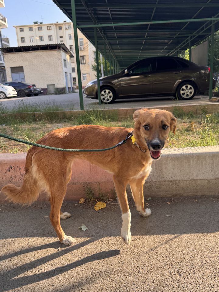 Бесплатно
